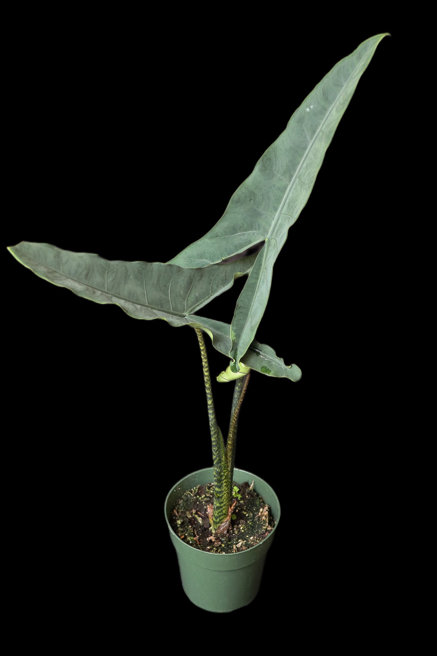 Alocasia Tigrina Superba