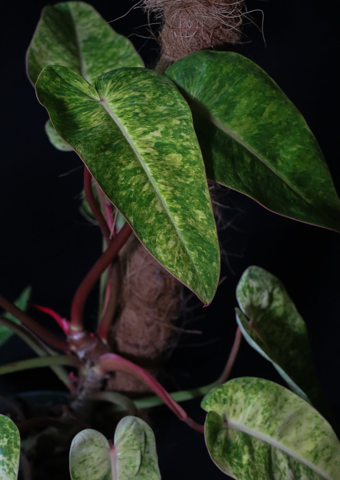 Philodendron Painted Lady