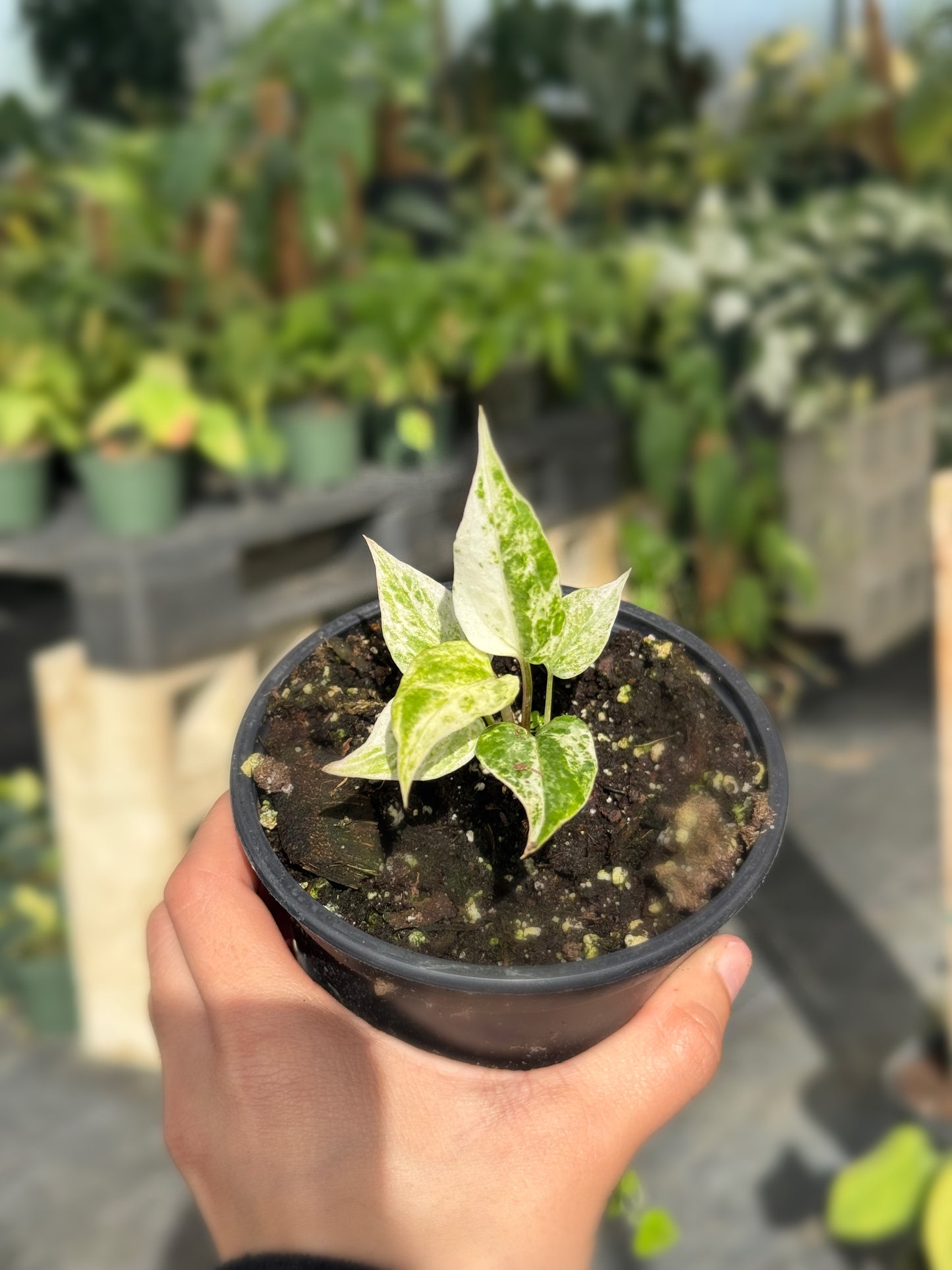 Anthurium Hookerii Cocktail