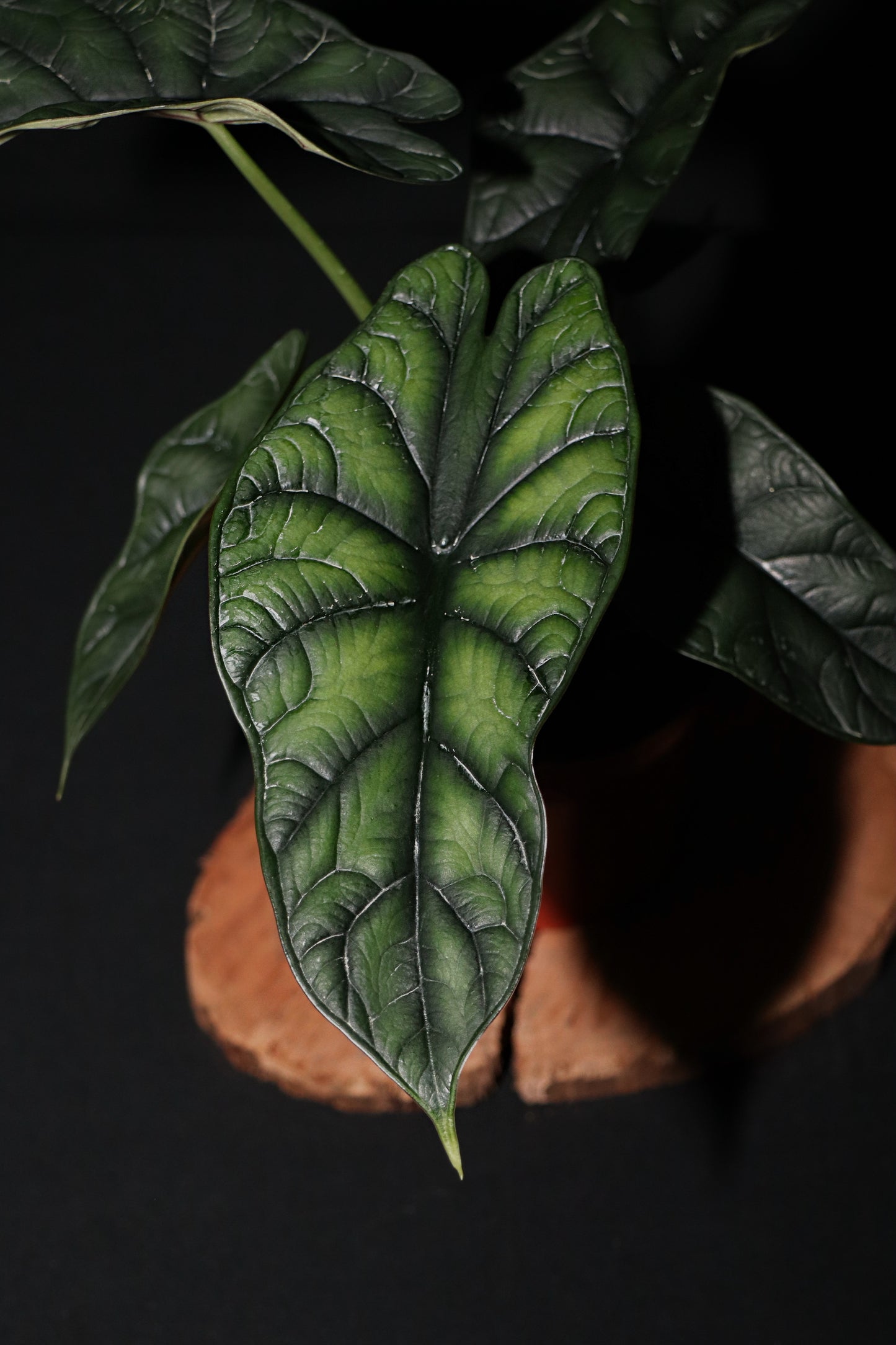 Alocasia Dragon Scale