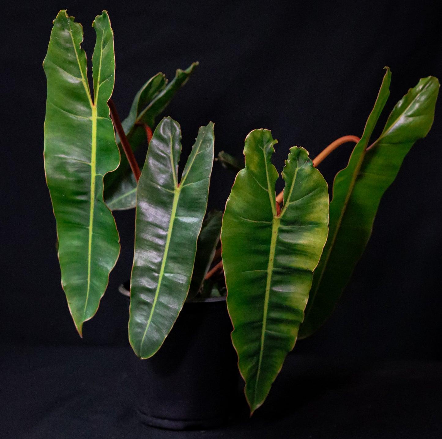 Philodendron Billietiae