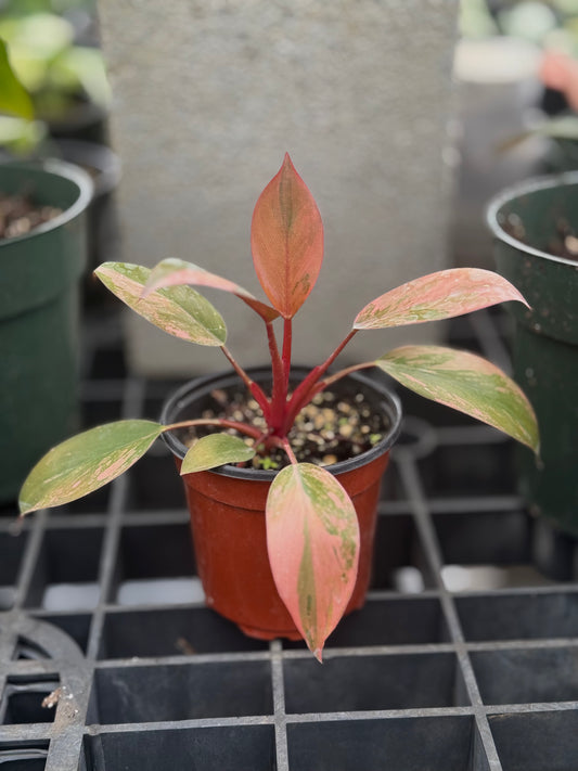 Philodendron Variegated Rojo Congo