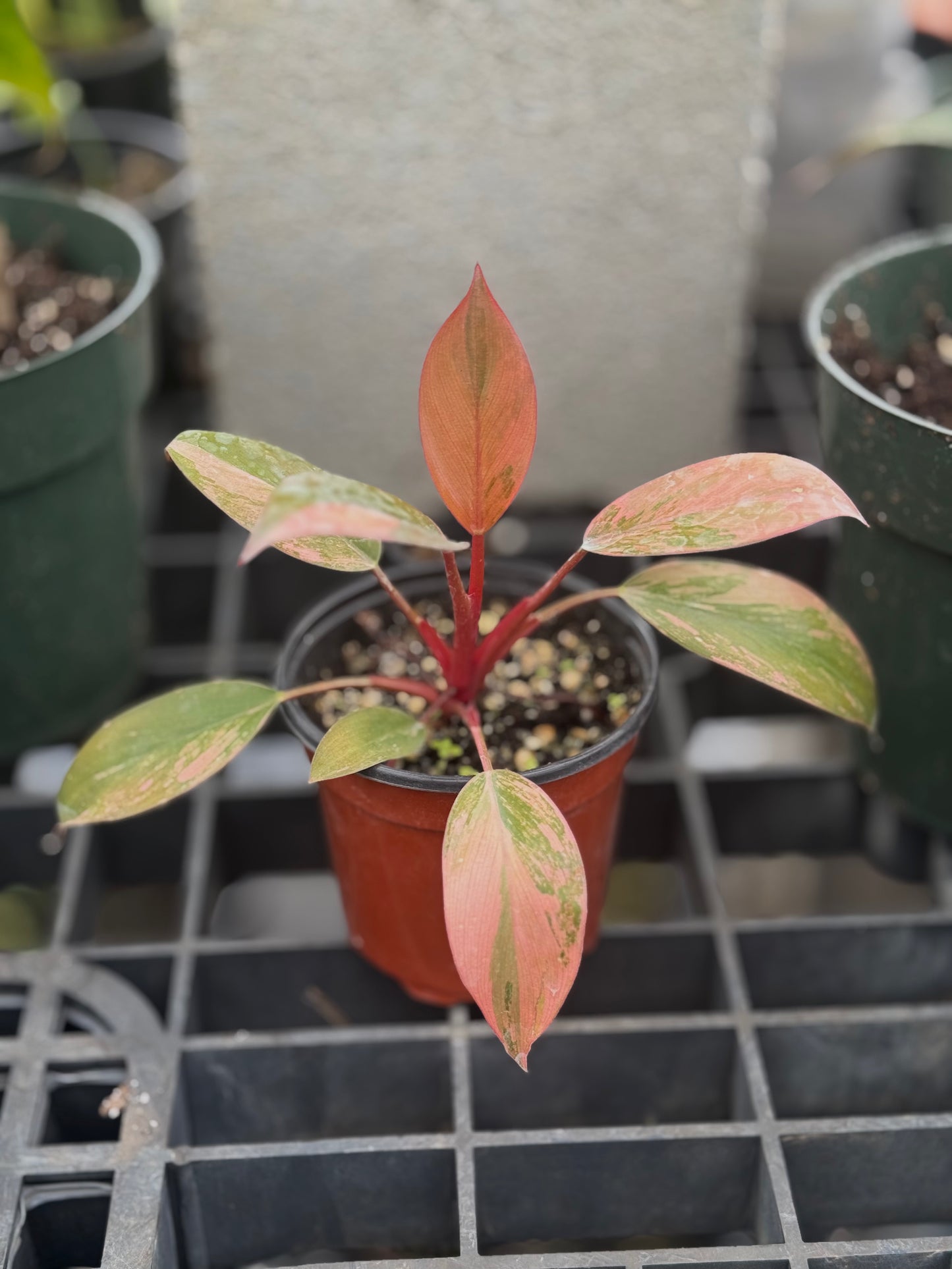 Philodendron Variegated Rojo Congo