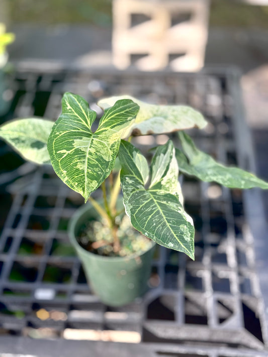 Syngonium Batik Variegated