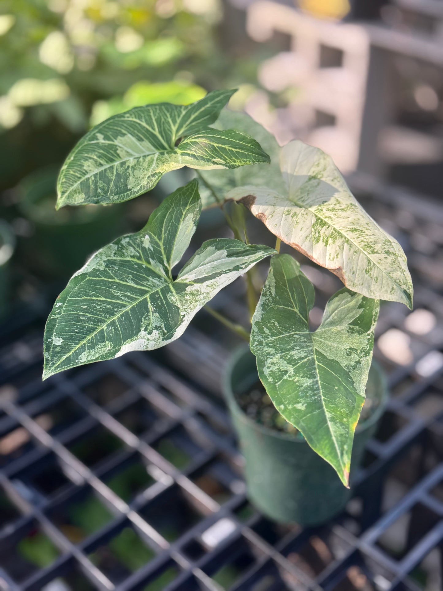 Syngonium Batik Variegated