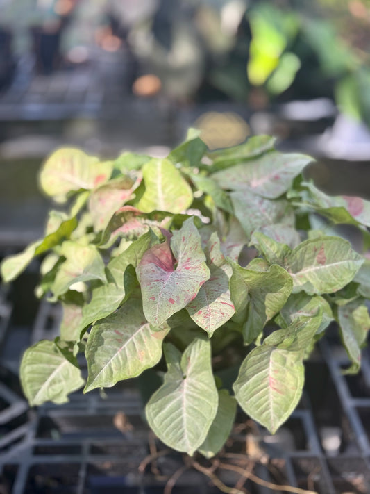 Syngonium Milk Confetti