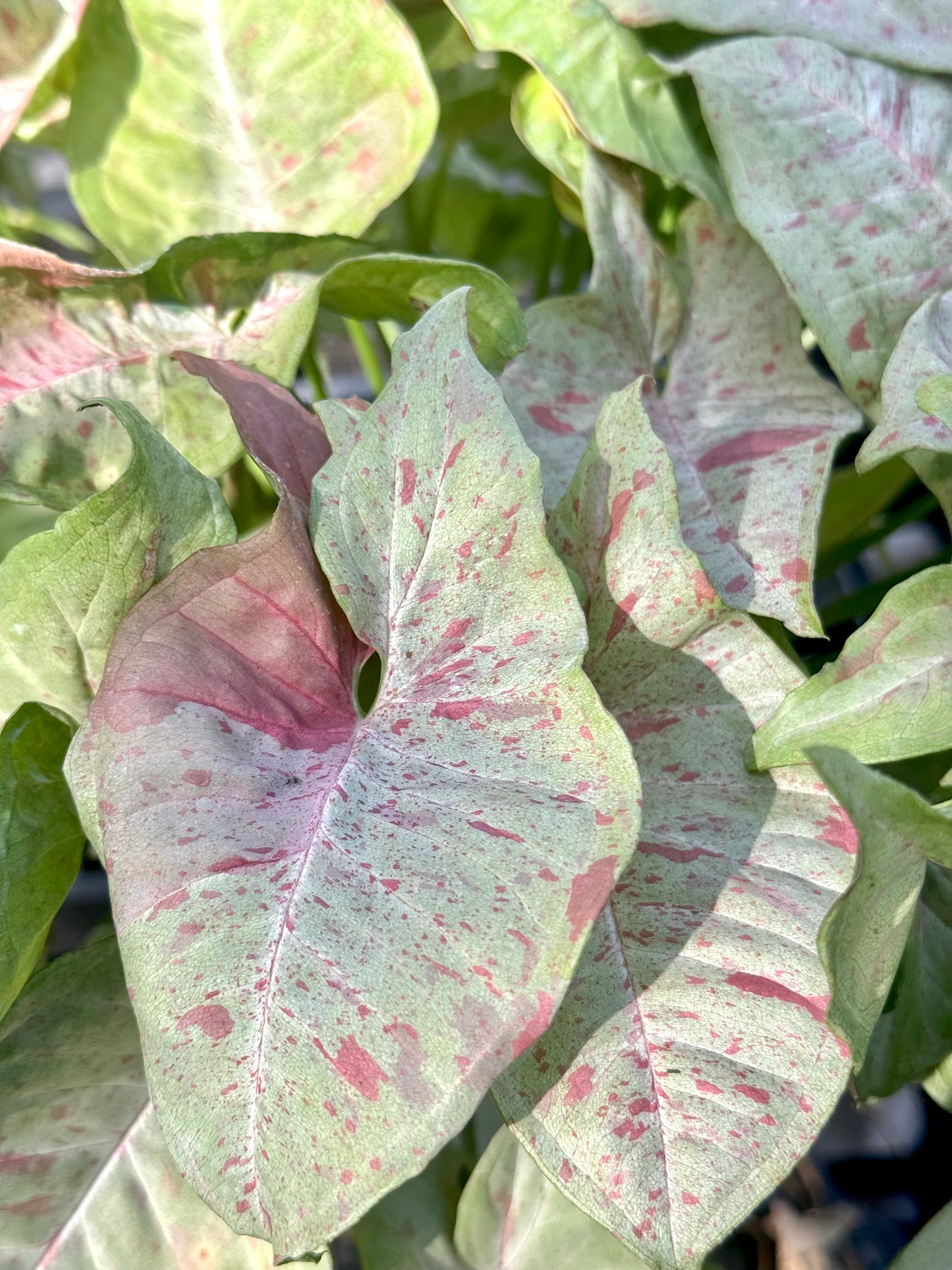 Syngonium Milk Confetti