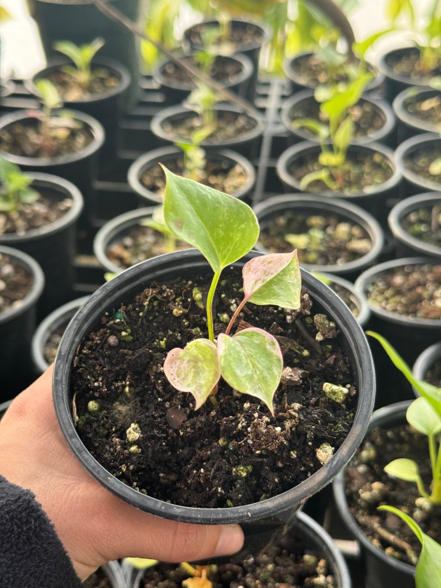 Anthurium Hookerii Cocktail