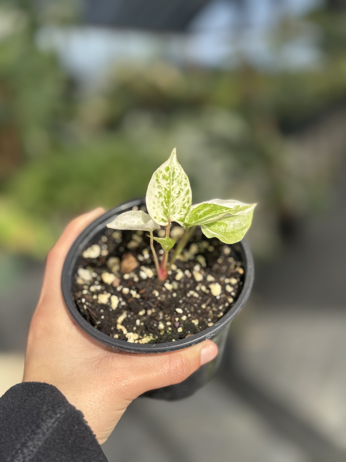 Anthurium Hookerii Cocktail