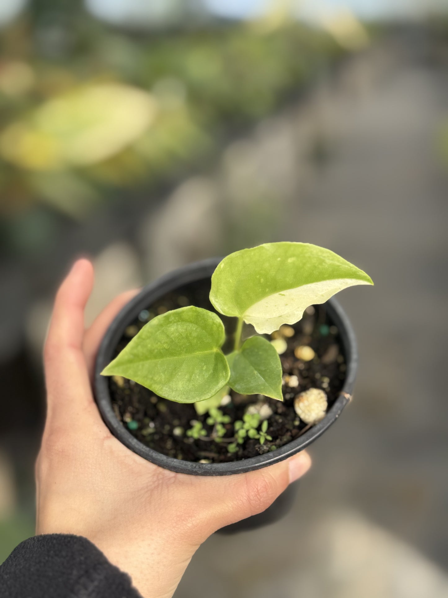 Anthurium Hookerii Cocktail