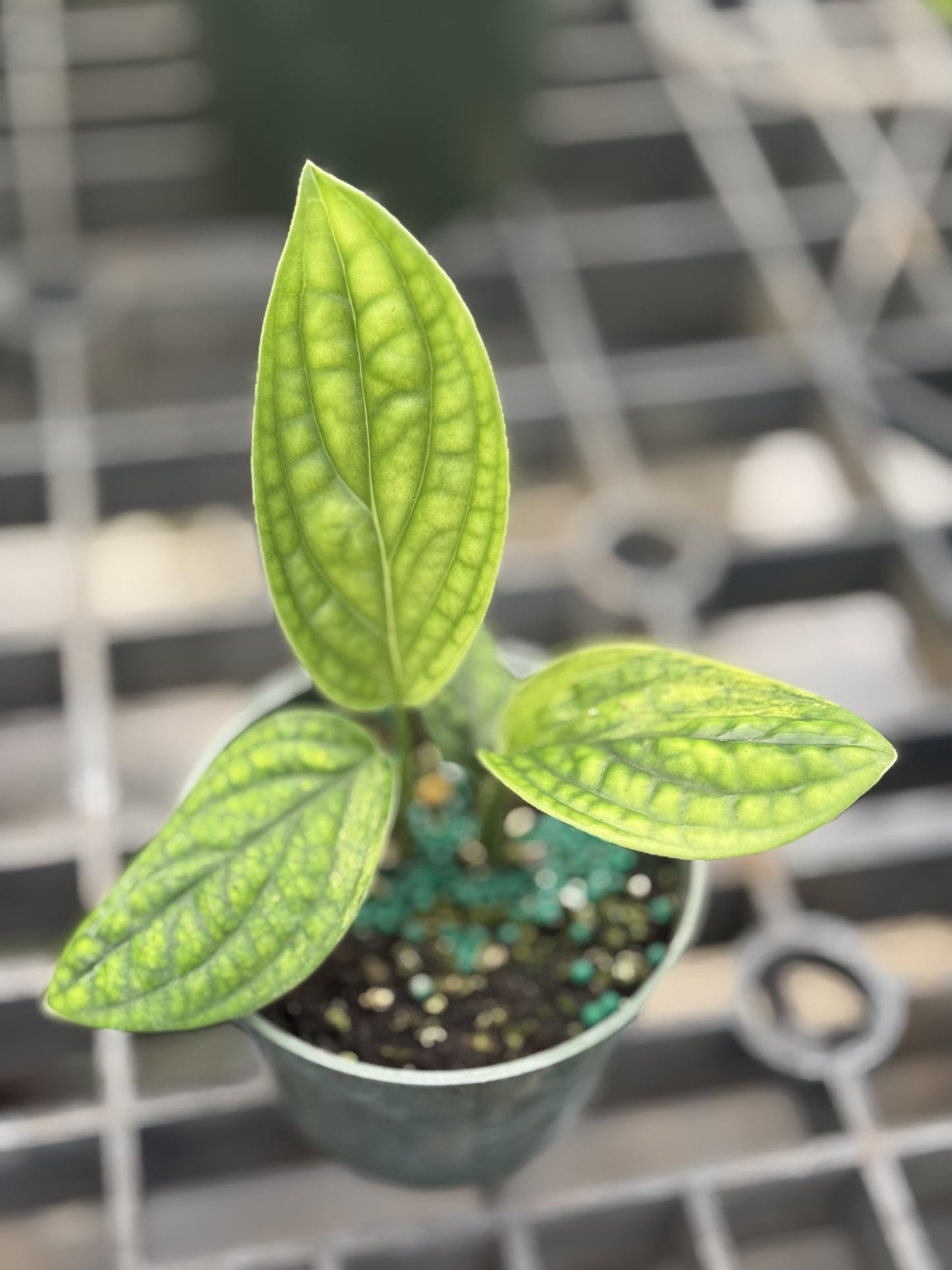 Monstera Peru Variegated