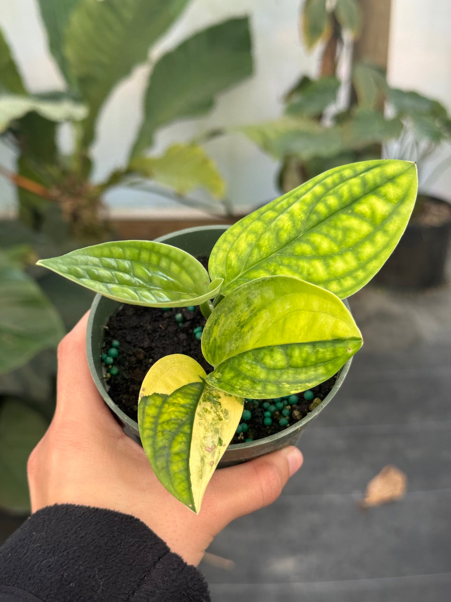 Monstera Peru Variegated