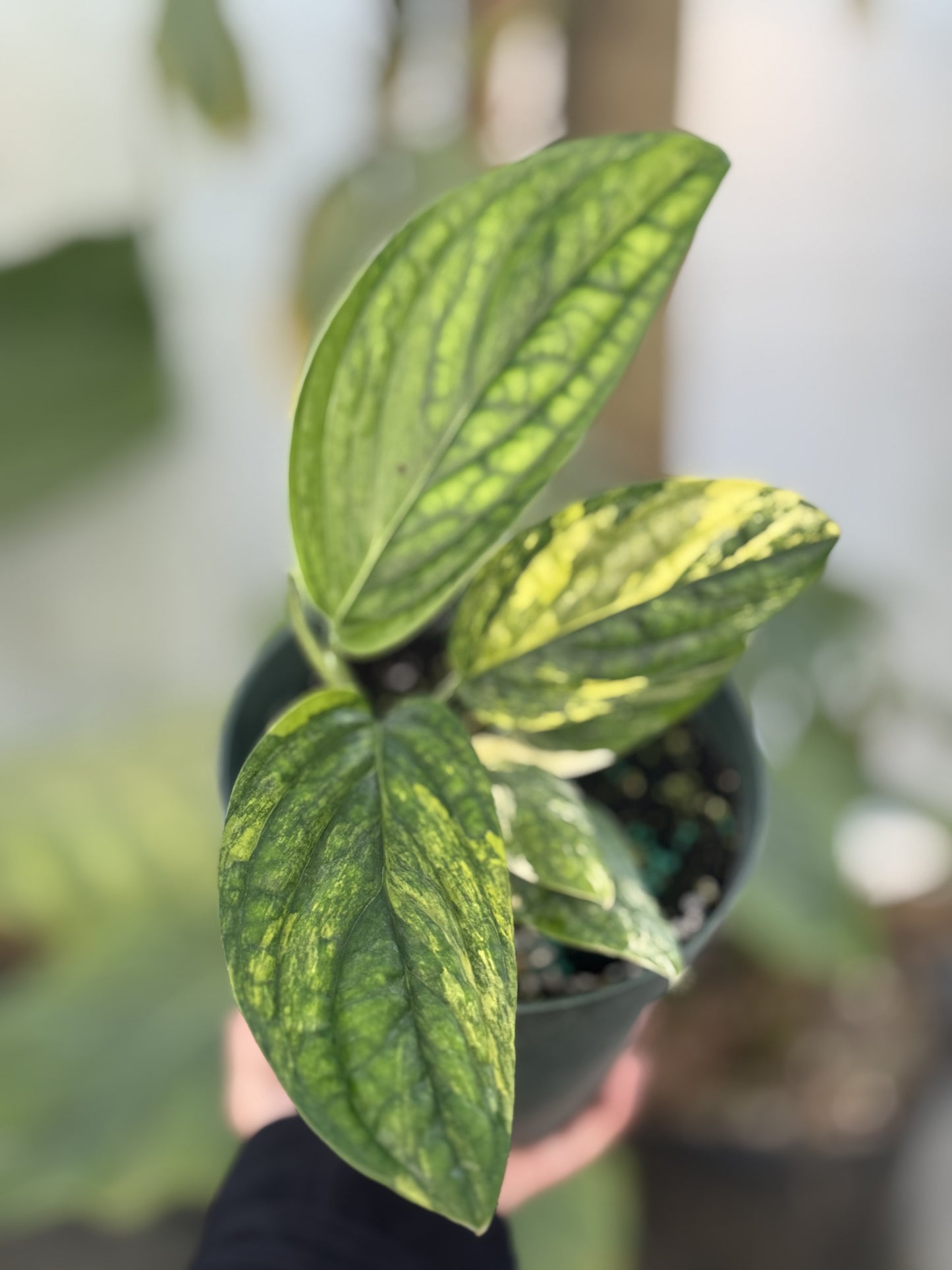 Monstera Peru Variegated