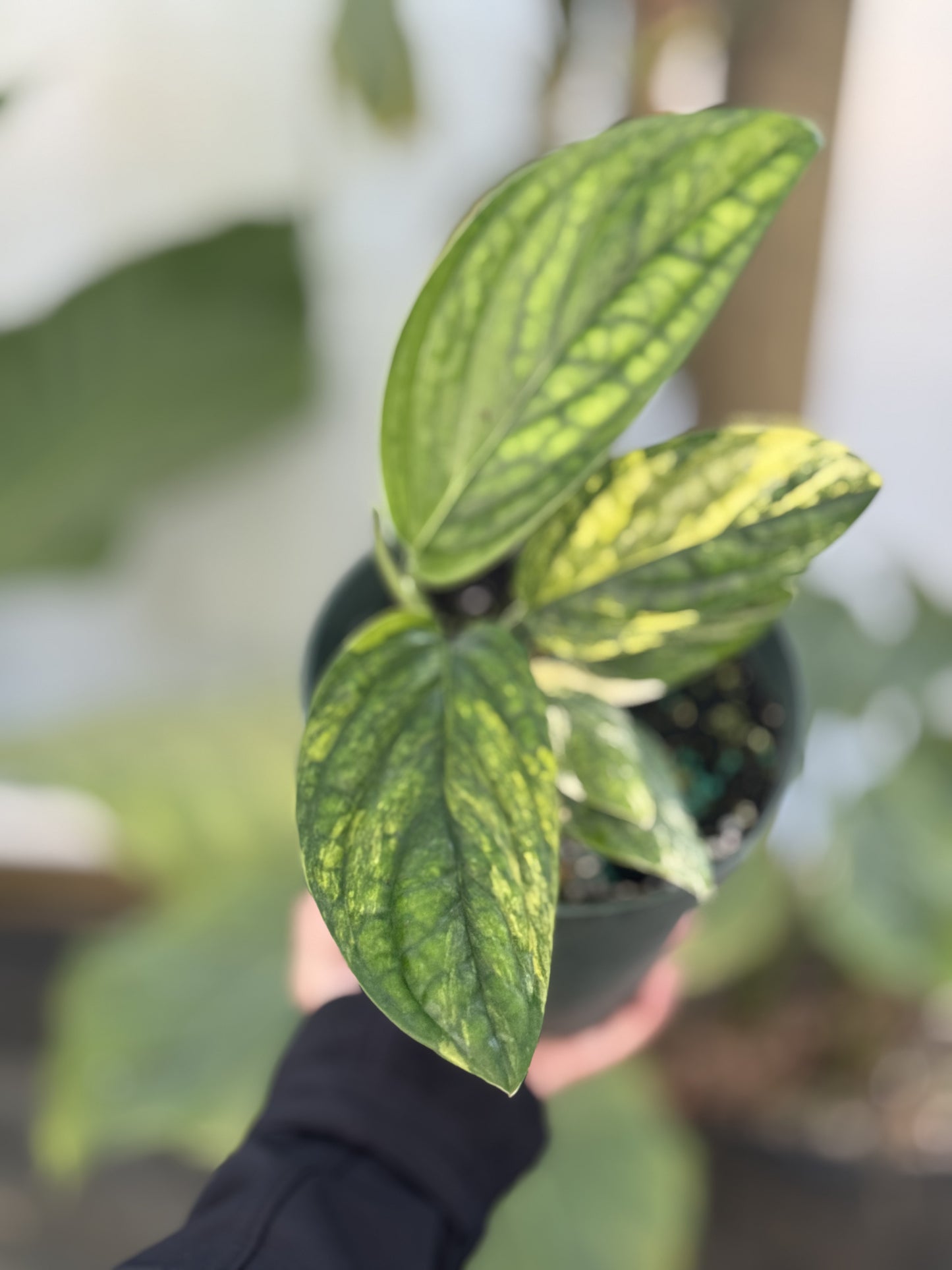 Monstera Peru Variegated