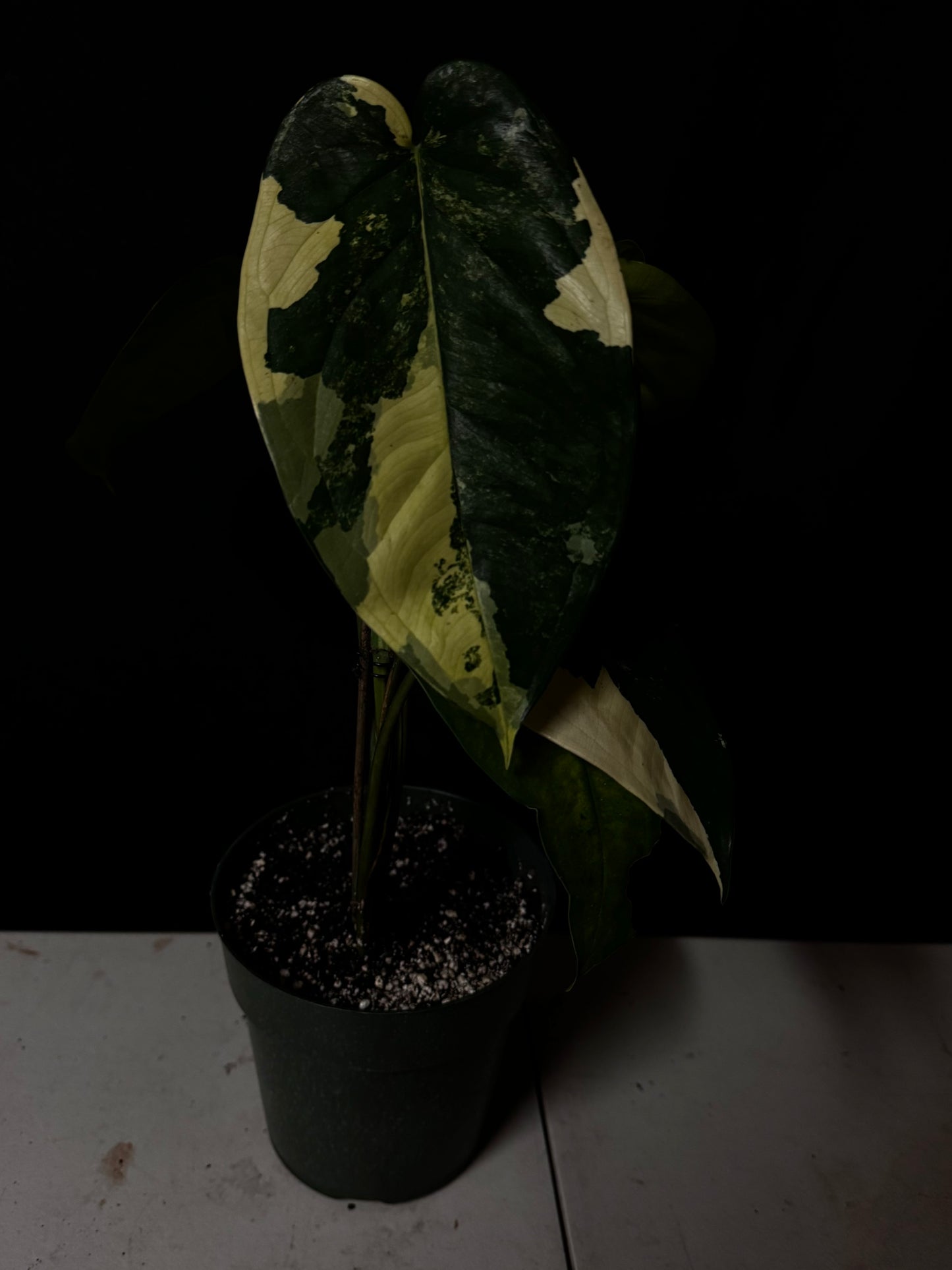 Syngonium Chiapense Variegated