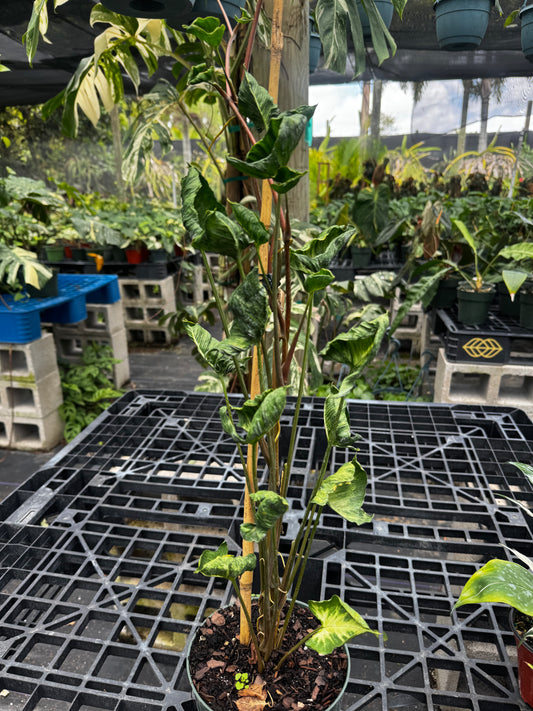 Syngonium Godzilla