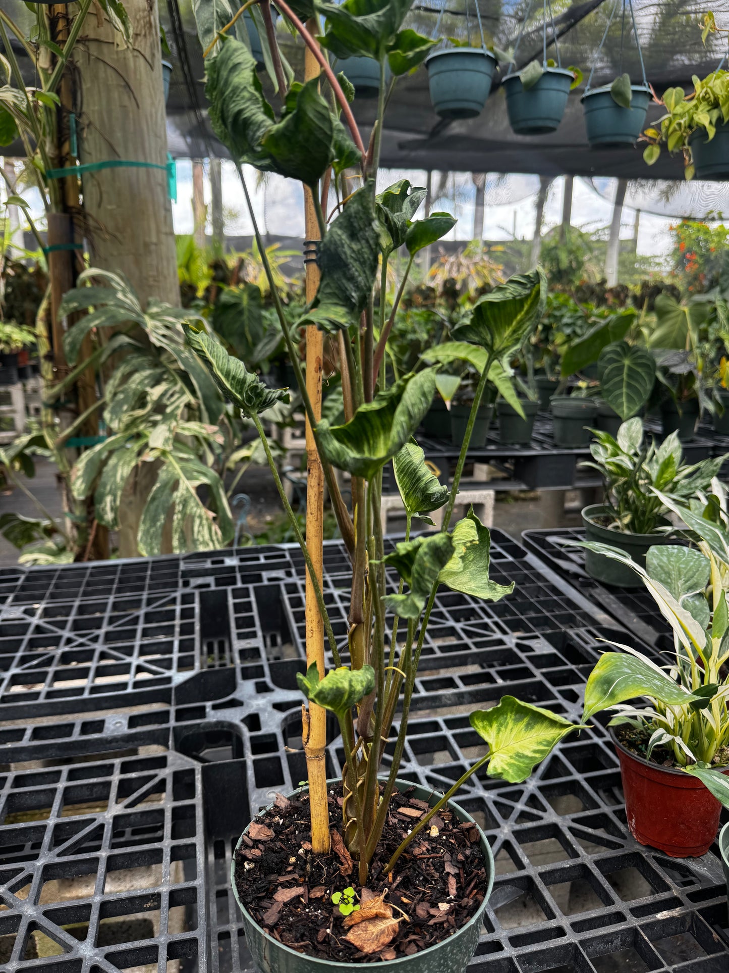 Syngonium Godzilla