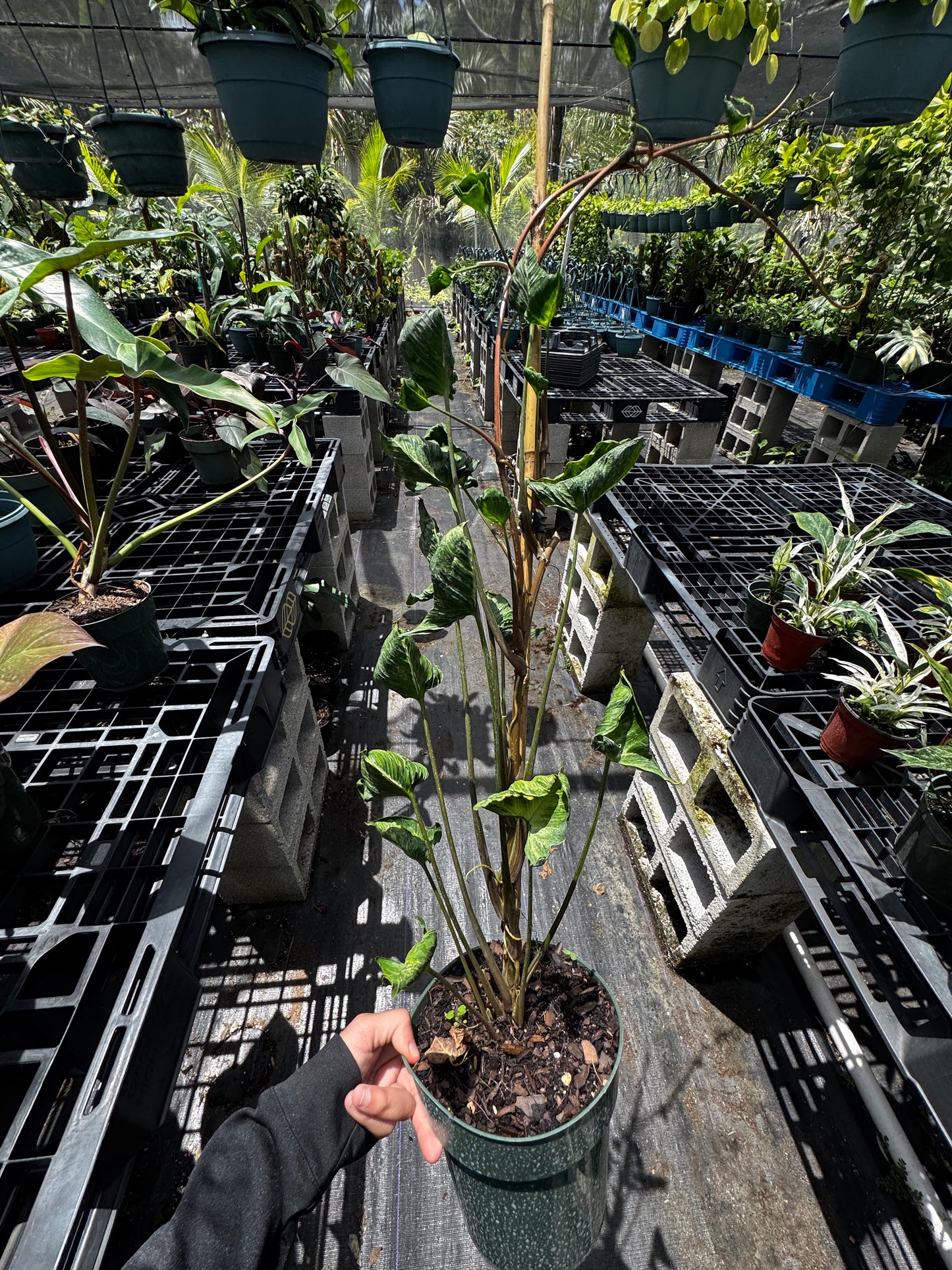 Syngonium Godzilla