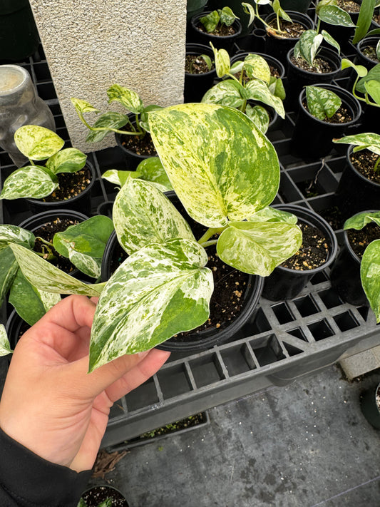 Scindapsus Jade Satin Variegated