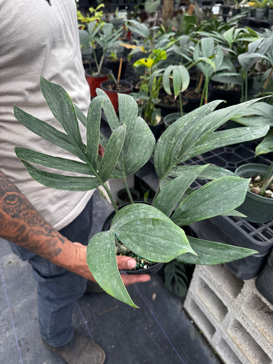 Rhaphidophora Decursiva Dragon Tail Variegated