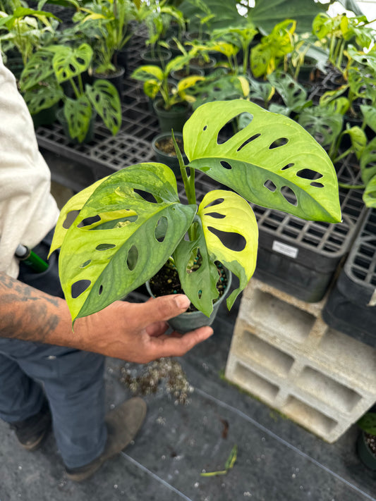 Monstera Adonsonii Variegated