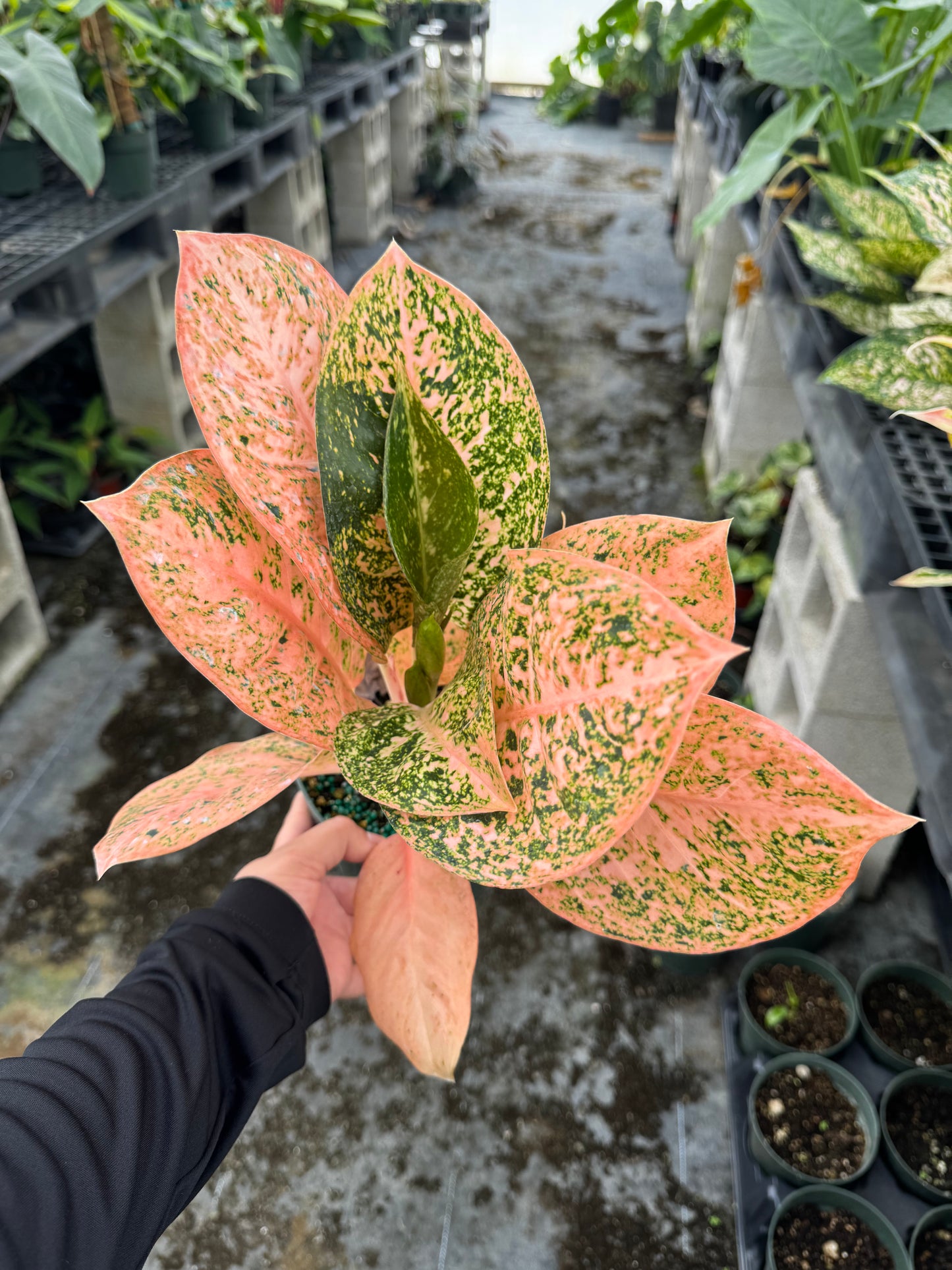 Aglaonema Orange Stardust