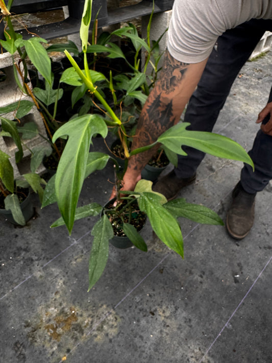 Philodendron Panduriforme