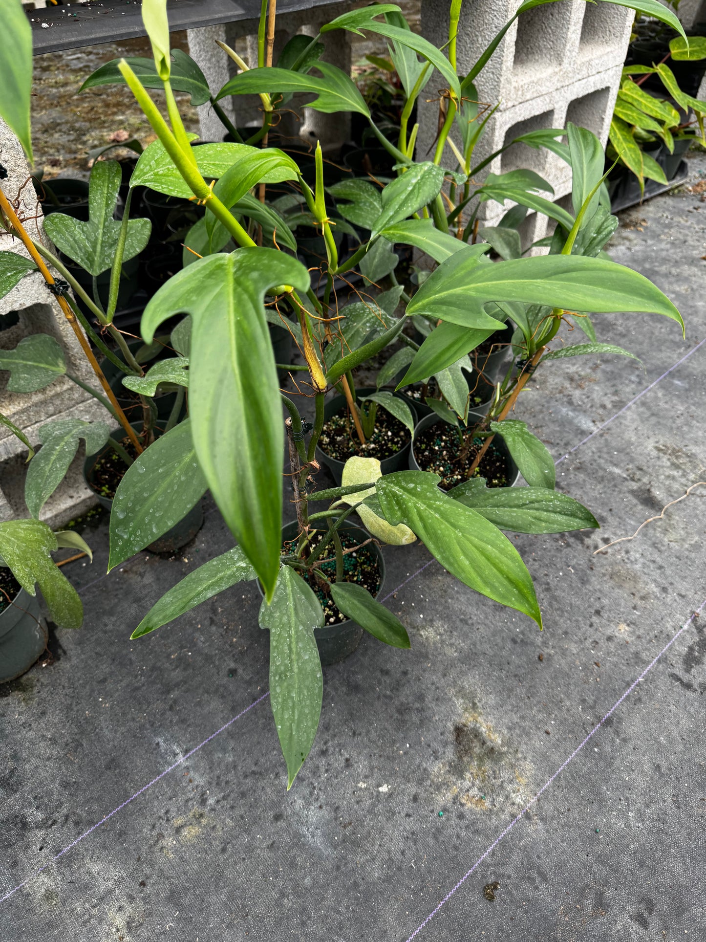 Philodendron Panduriforme