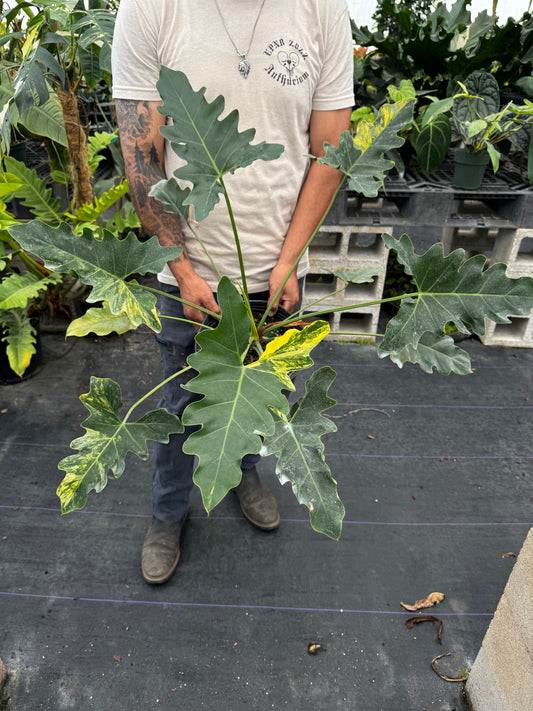 Philodendron Williamsii Variegated