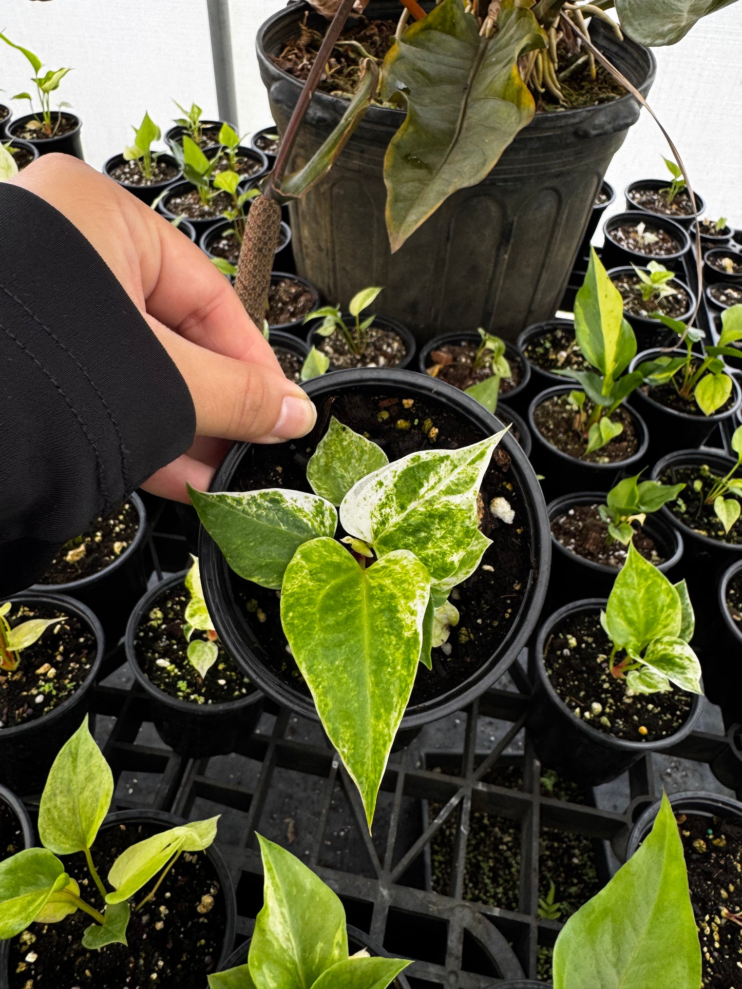 Anthurium Hookerii Hybrid (Cocktail)