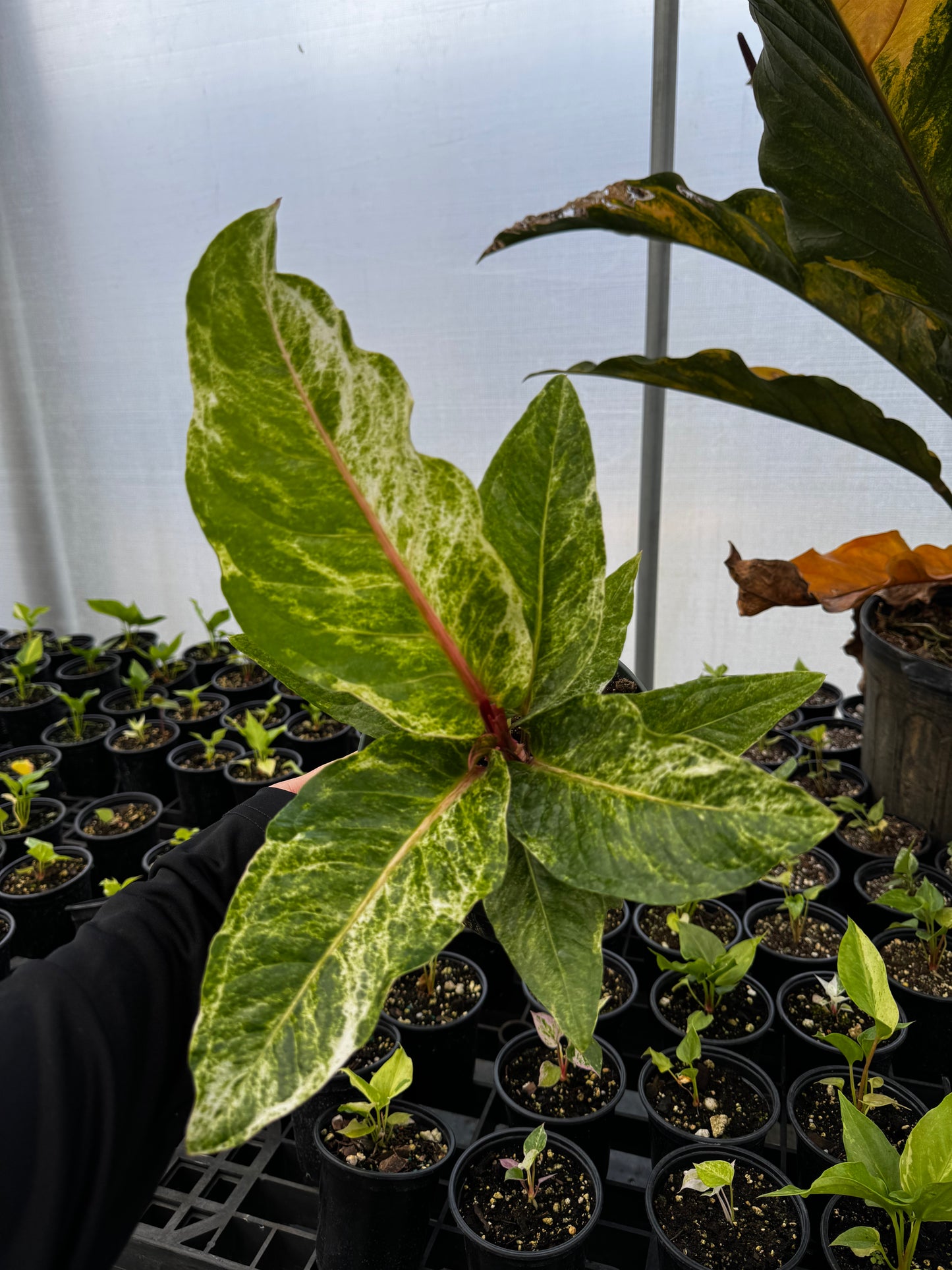 Anthurium Hookerii Hybrid (Cocktail)