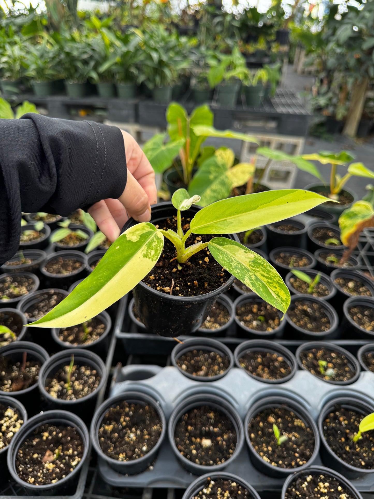 Philodendron Domesticum Variegated