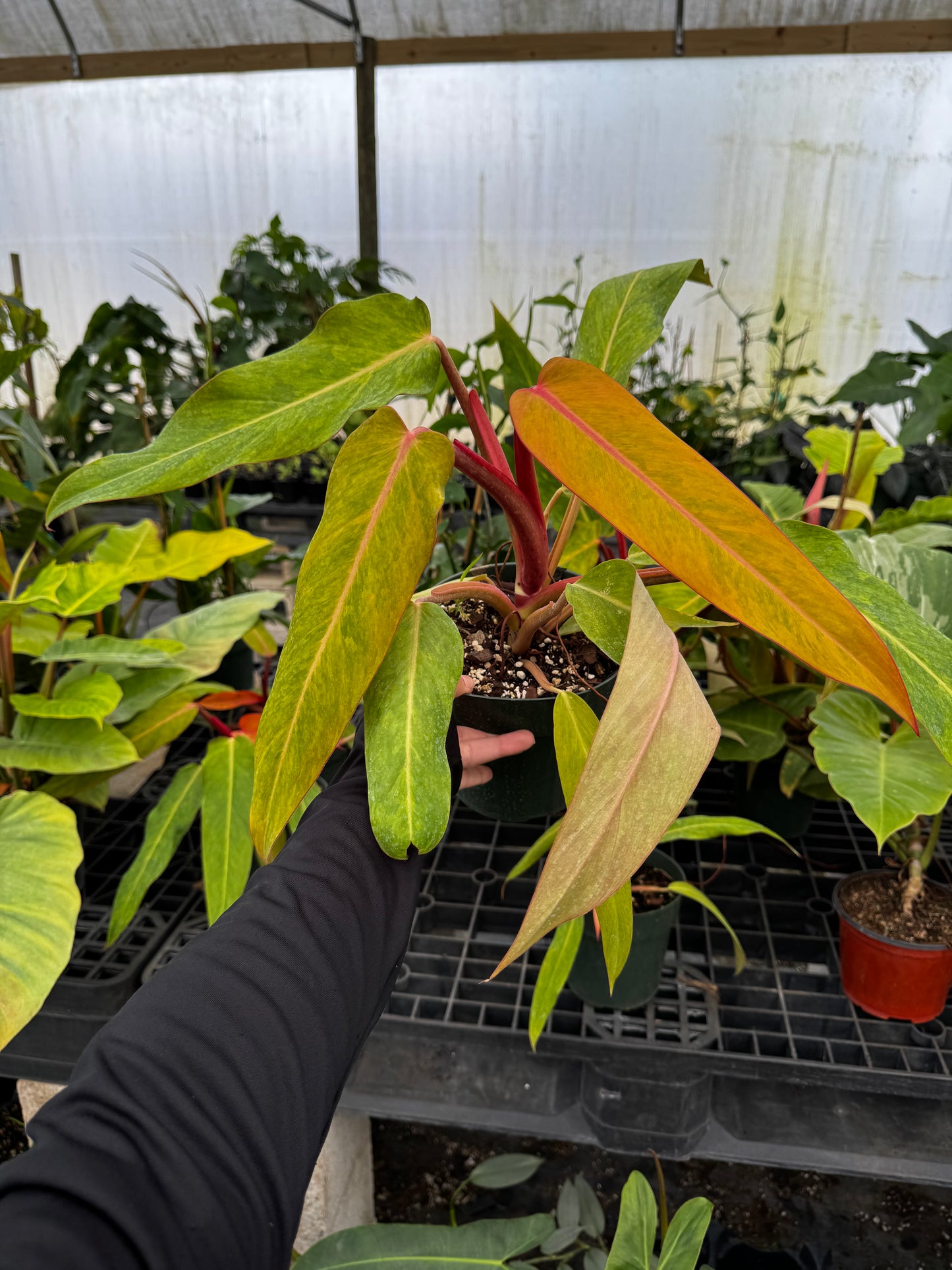 Philodendron Orange Marmalde