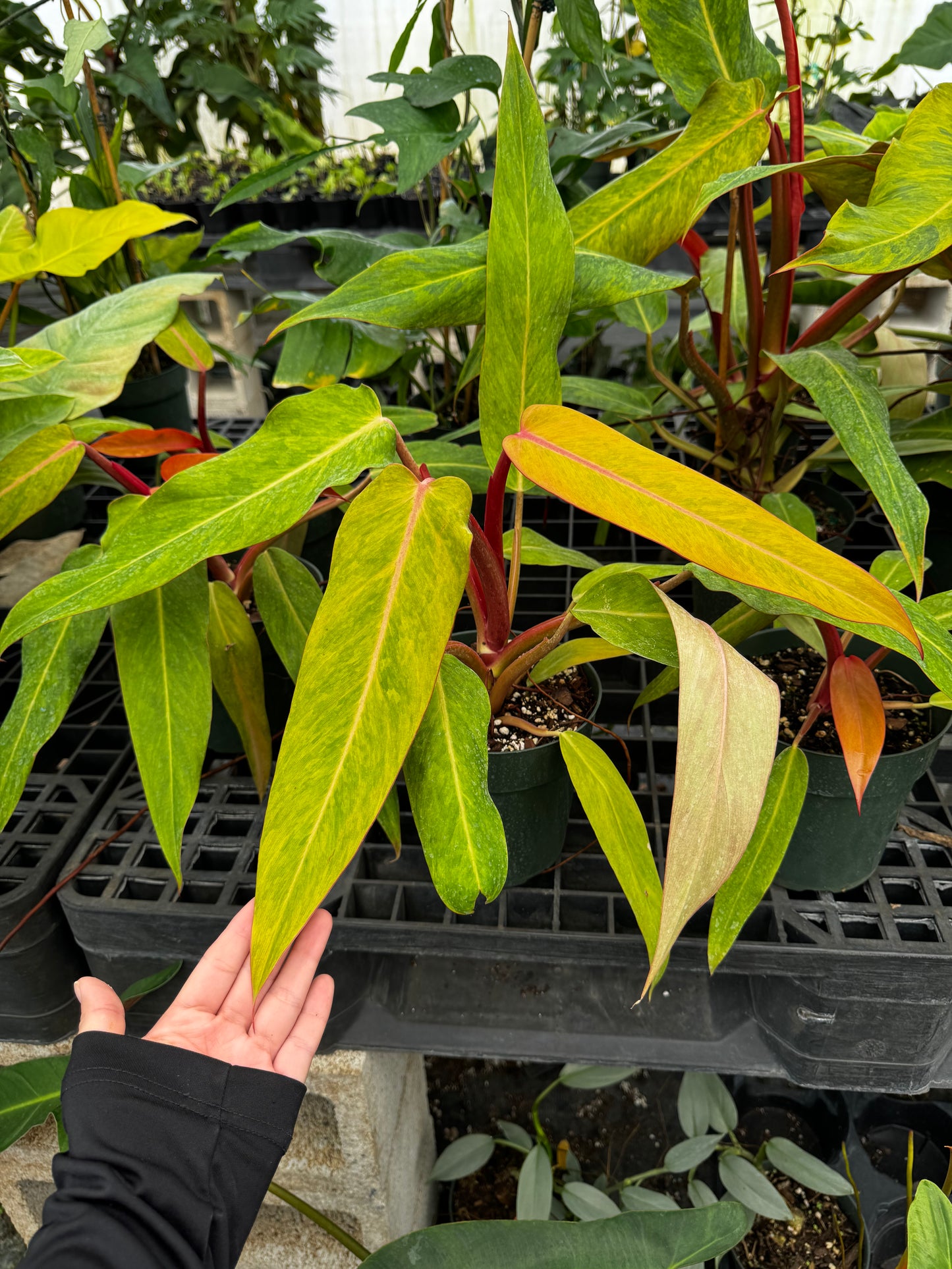 Philodendron Orange Marmalde