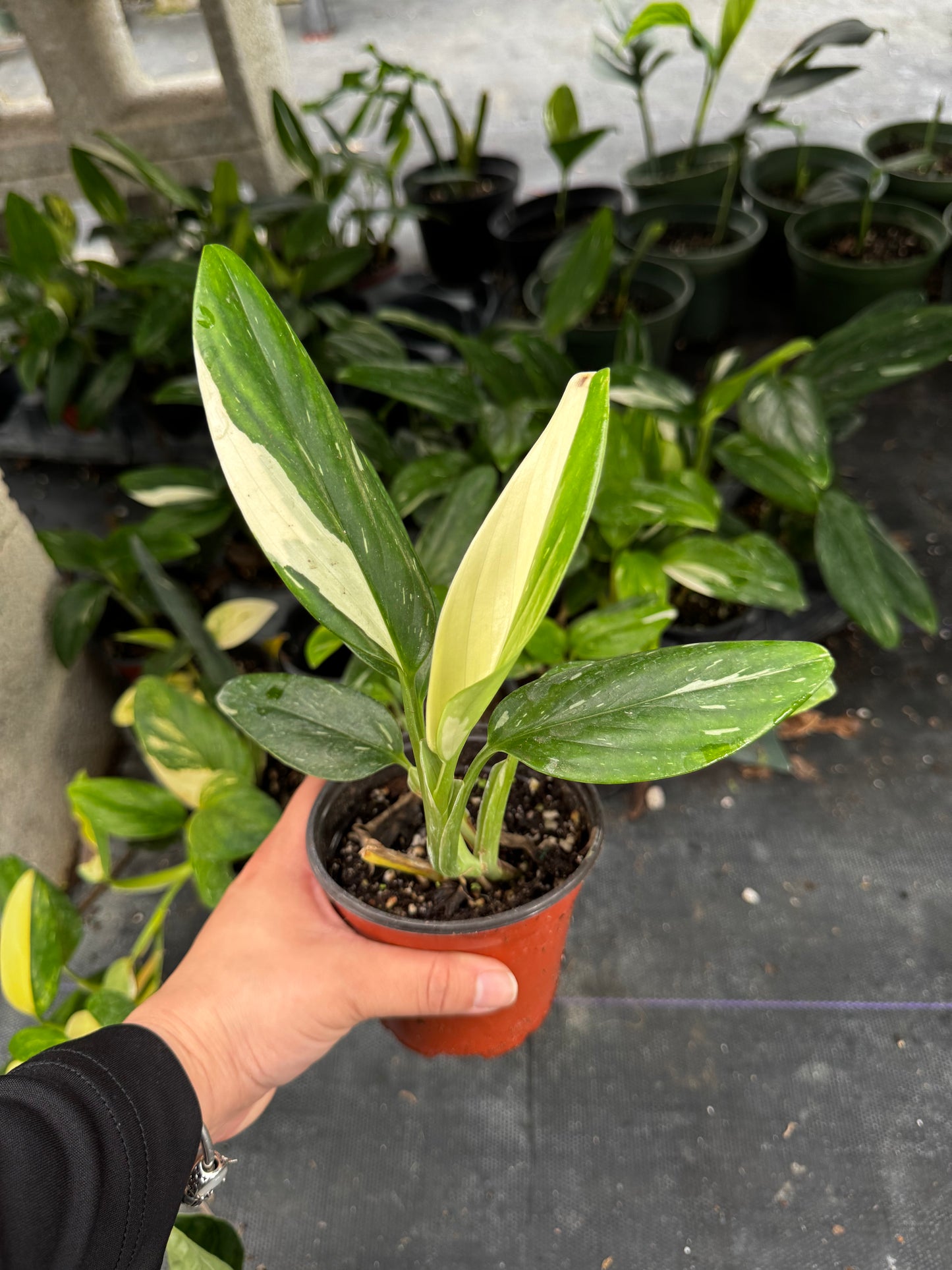 Monstera Standleyana Albo