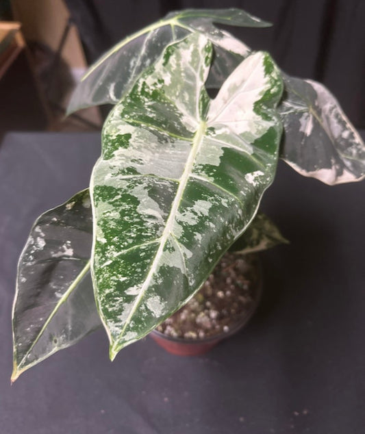 Alocasia Frydek Variegated