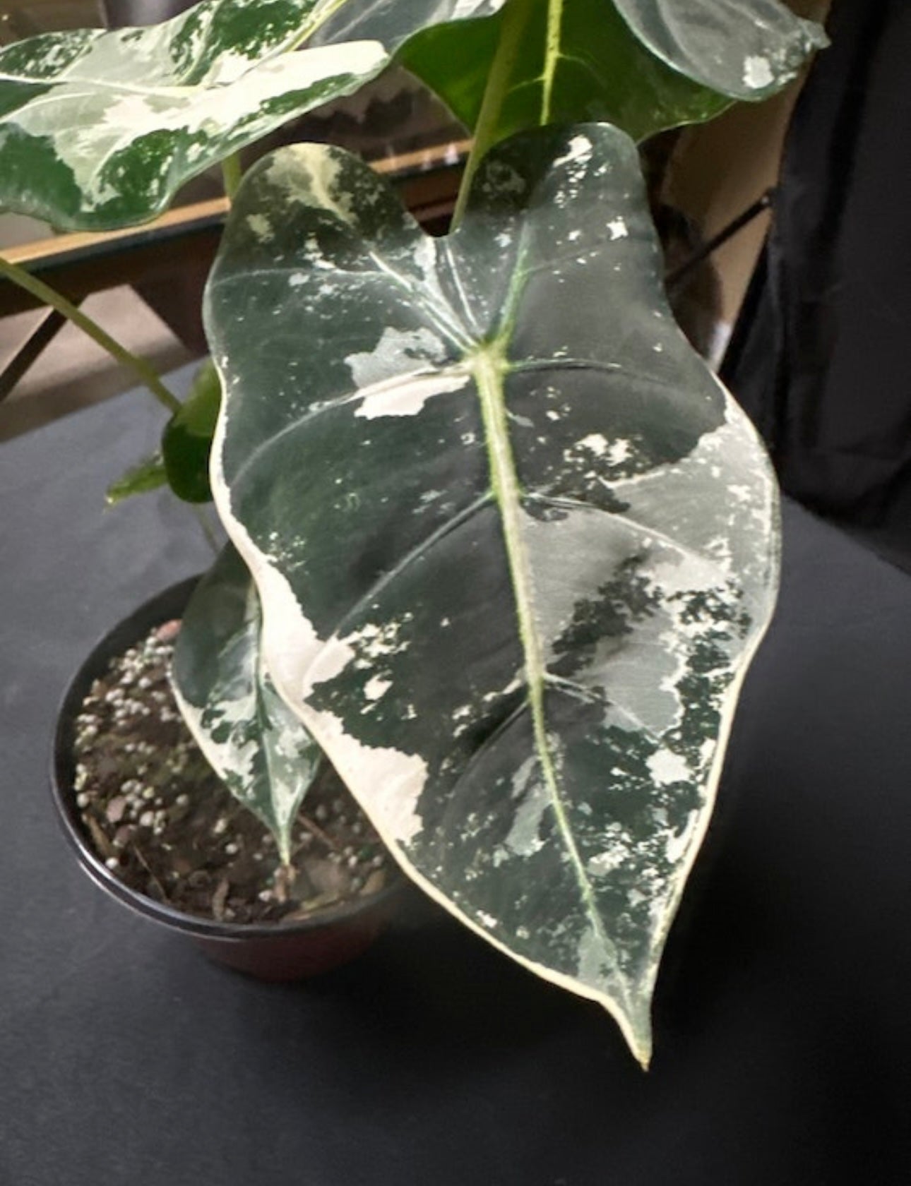 Alocasia Frydek Variegated