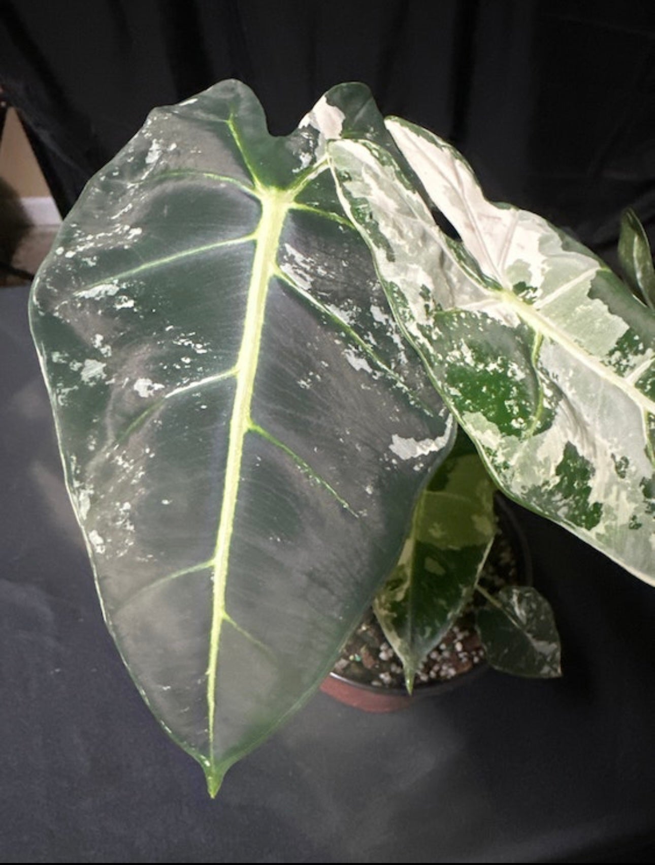 Alocasia Frydek Variegated