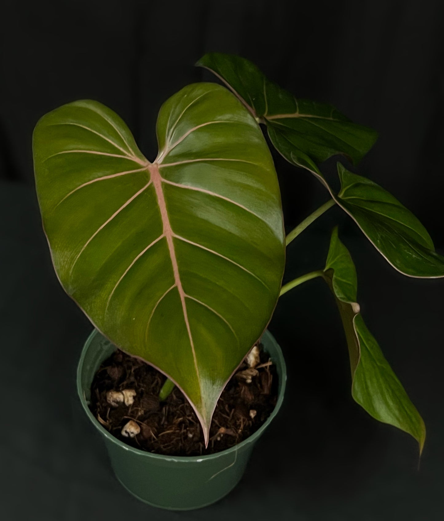 Philodendron Summer Glory