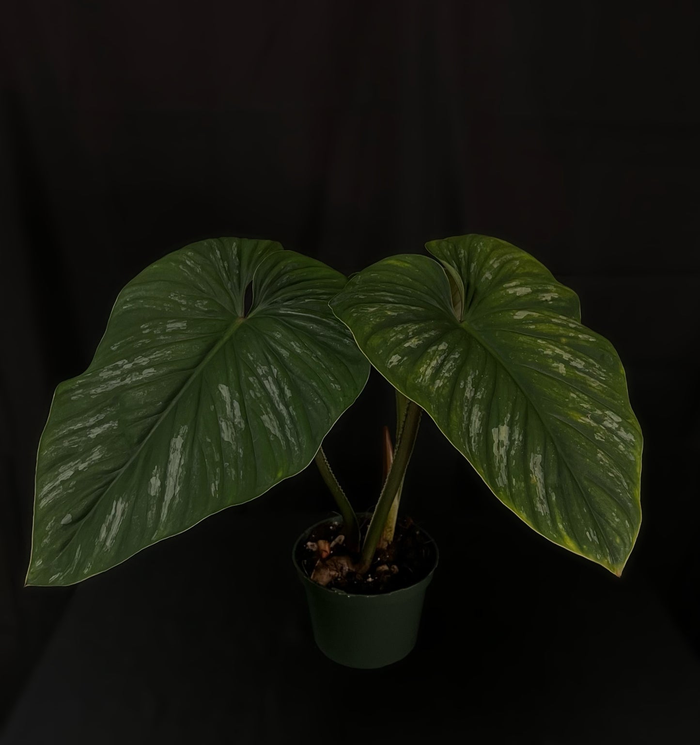 Philodendron Mamei Silver