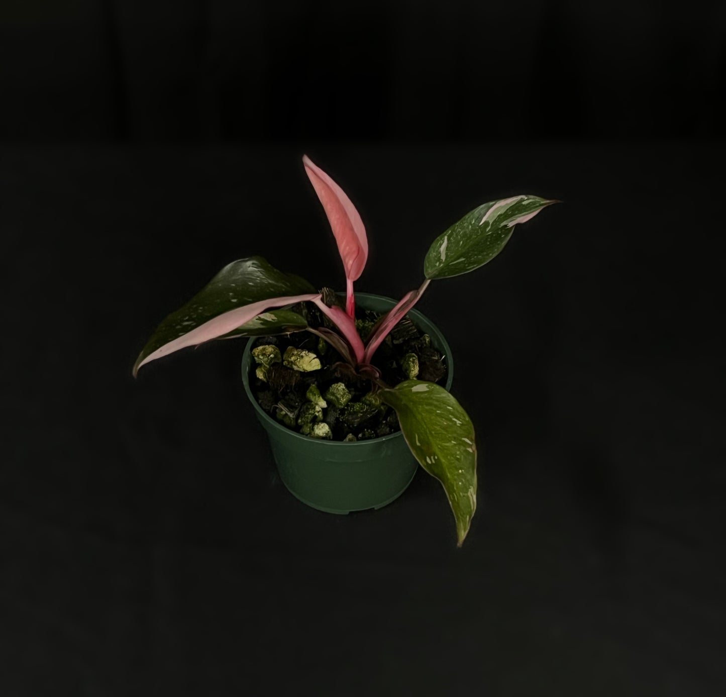 Philodendron Pink Princess