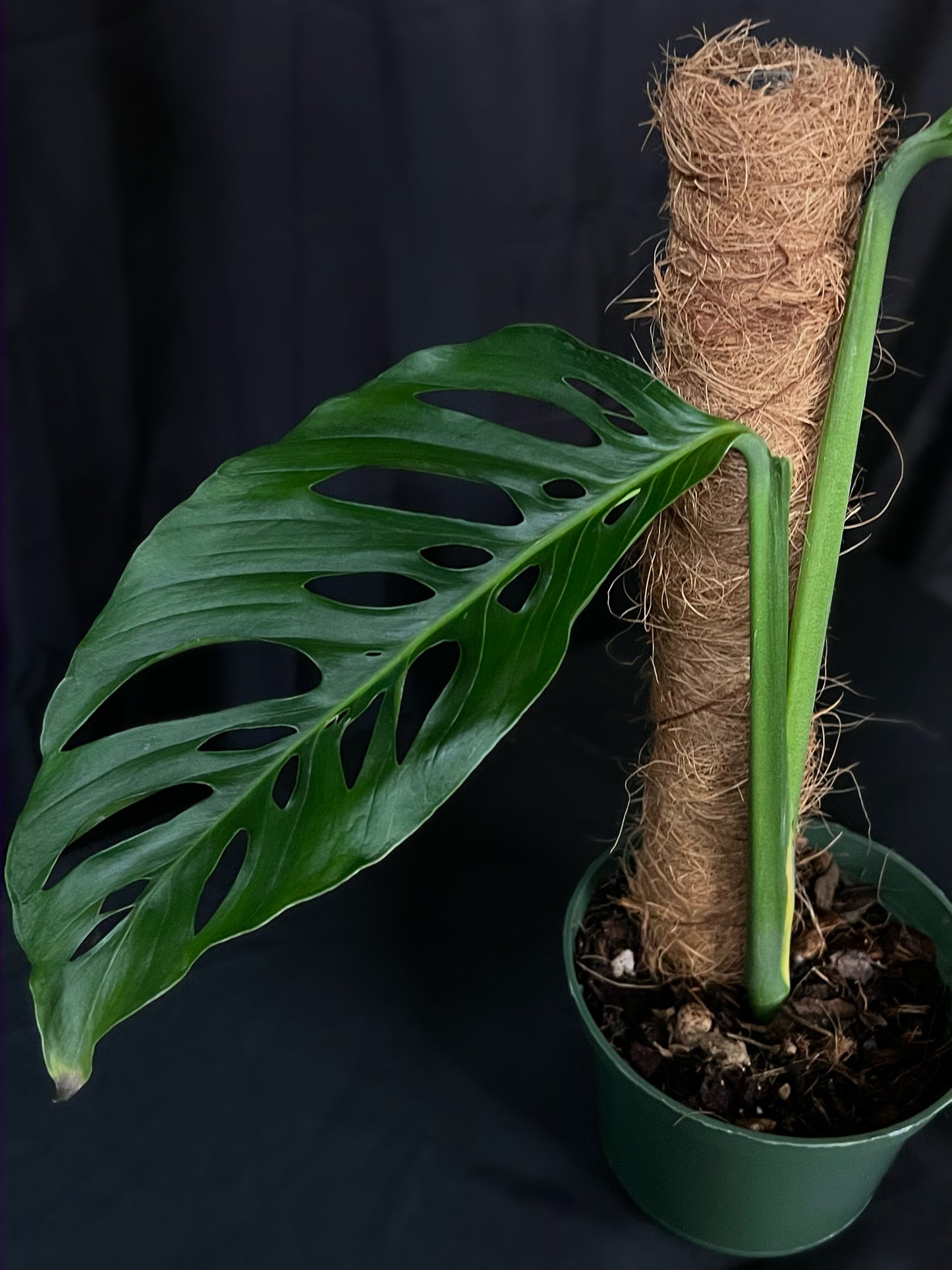 Monstera Esqueleto