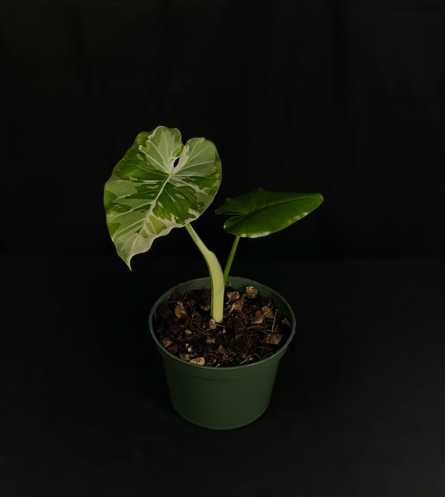 Alocasia Okinawa Silver