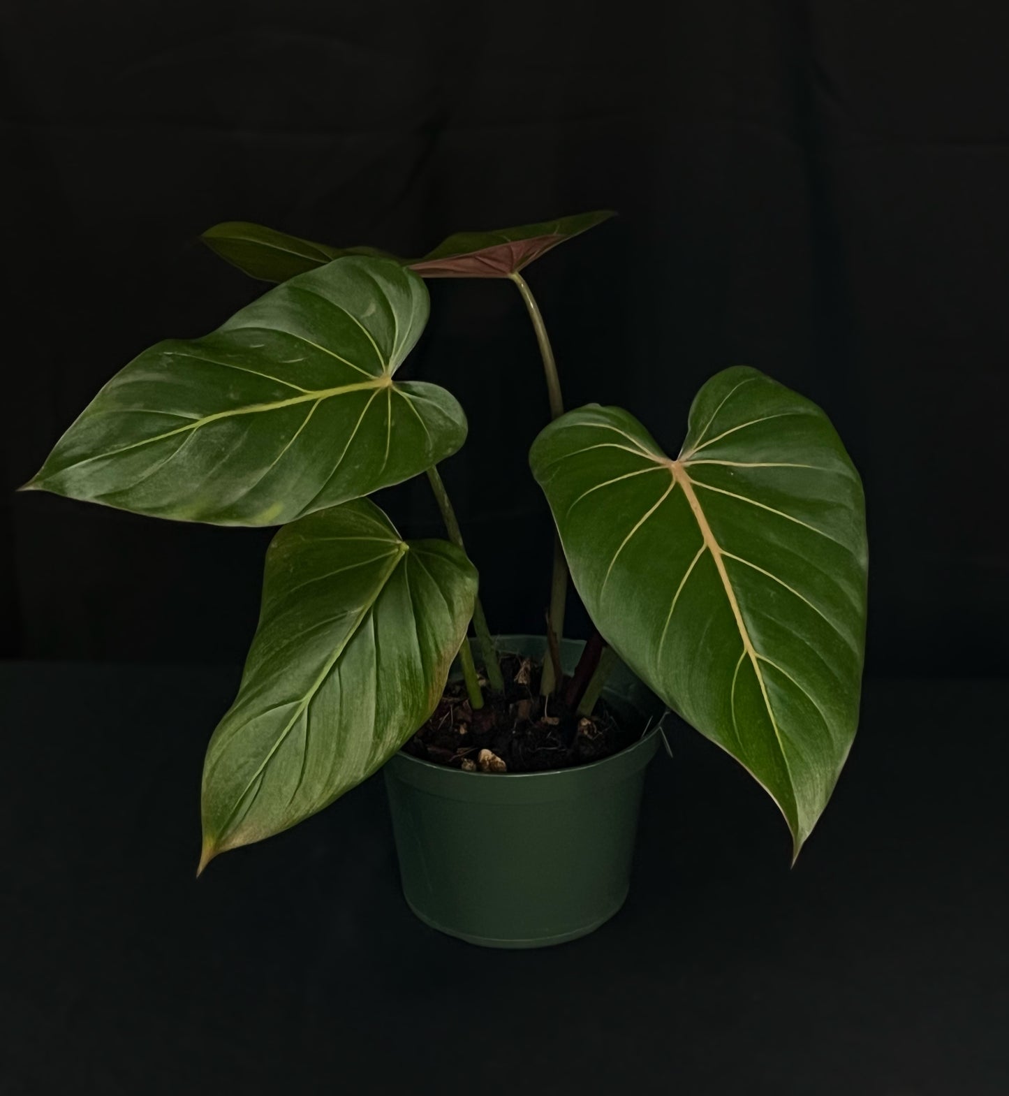 Philodendron Summer Glory