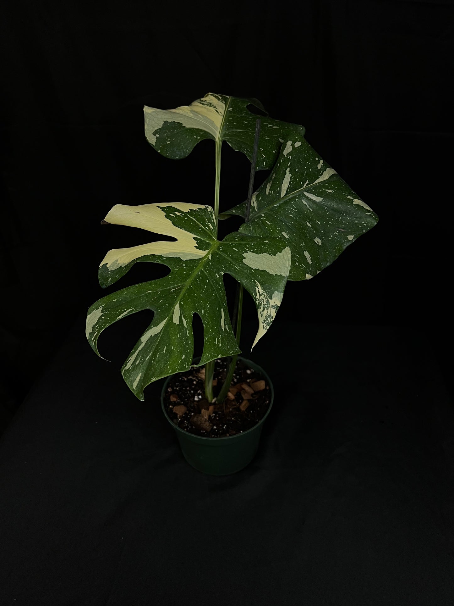 Monstera Thai Constellation