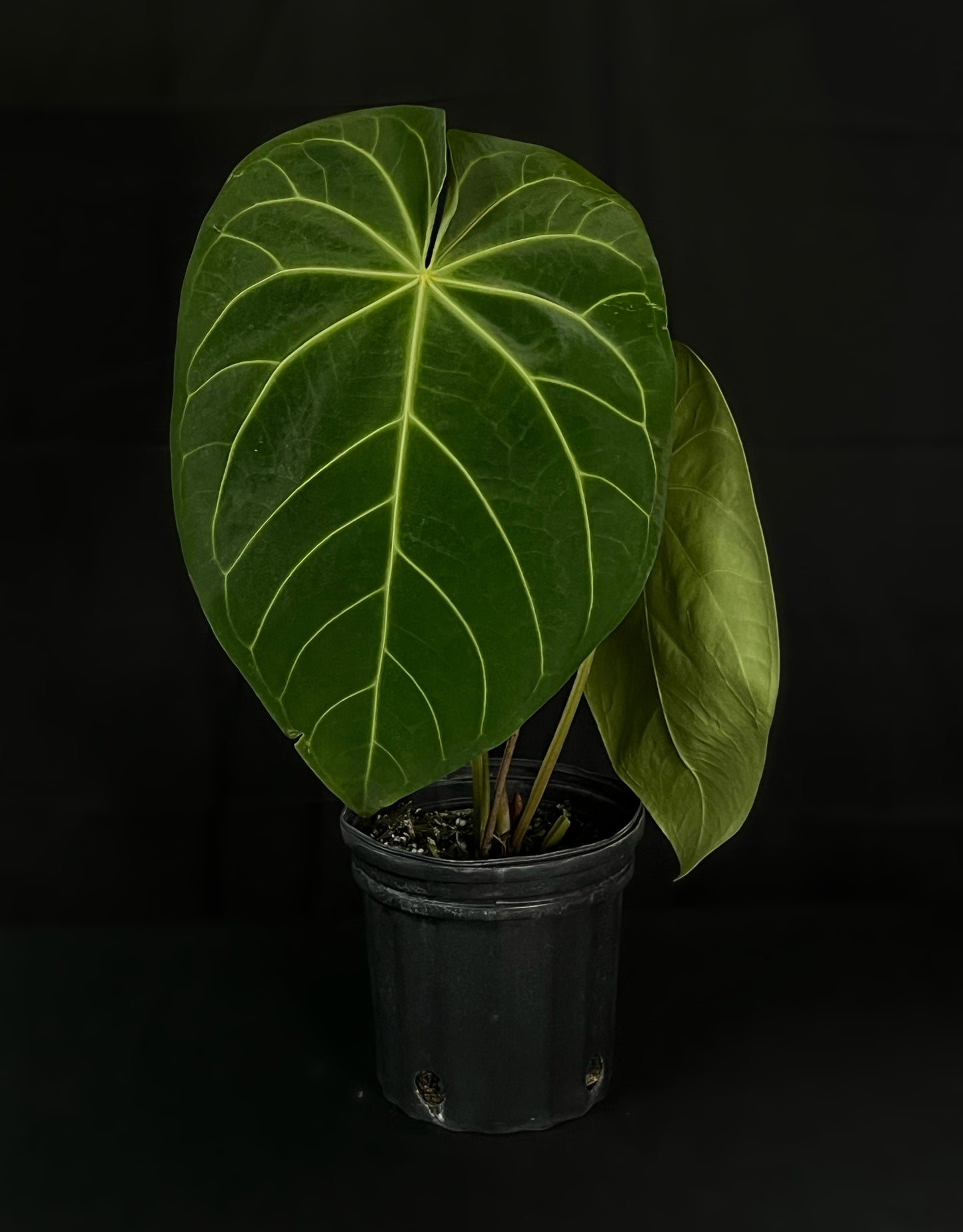 Anthurium Magnificum