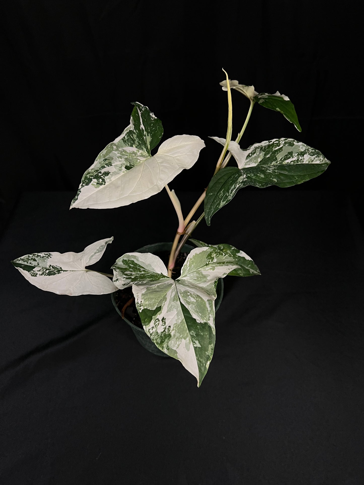 Syngonium Albo