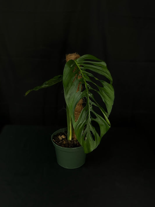 Monstera Esqueleto