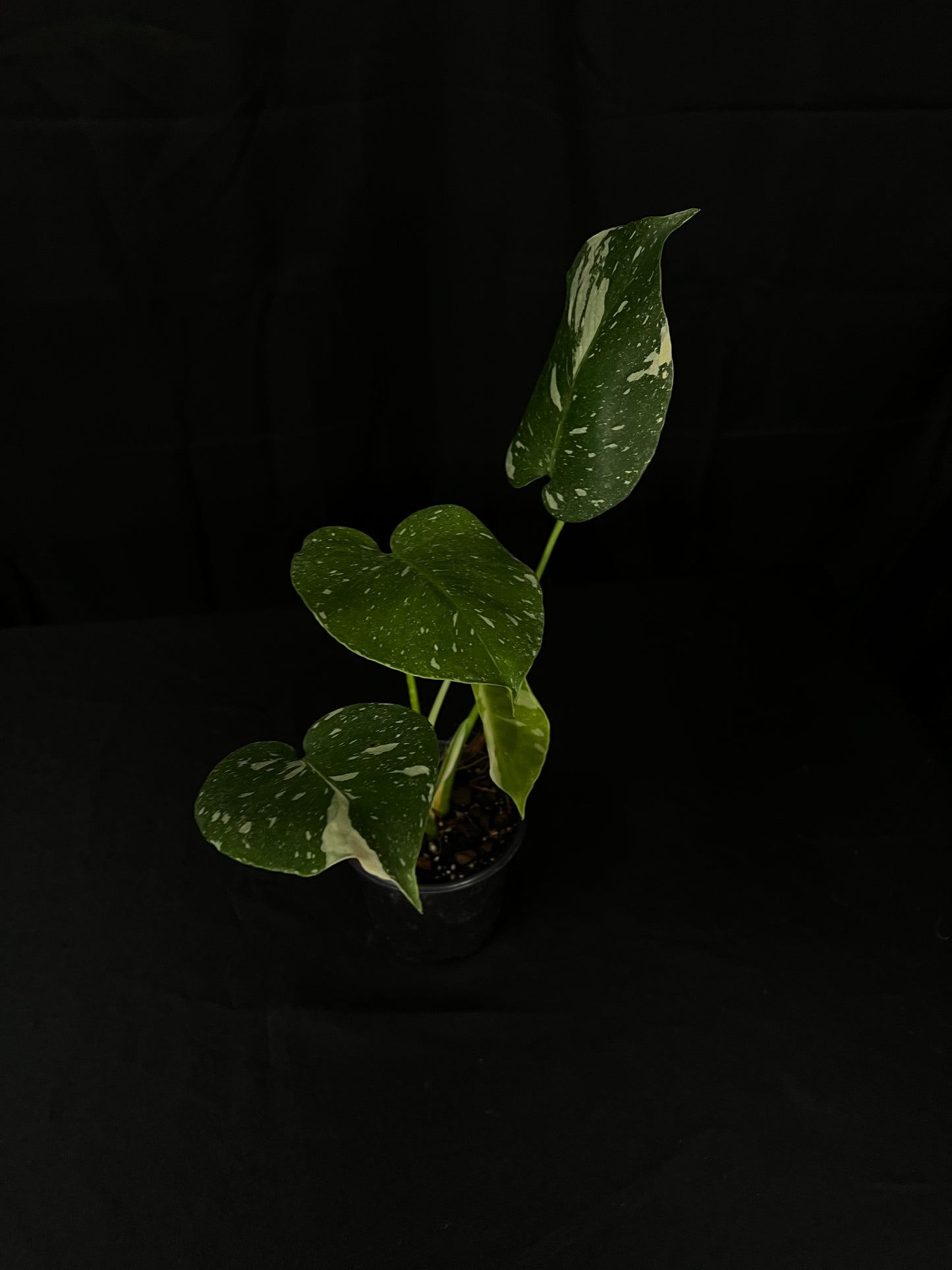 Monstera Thai Constellation