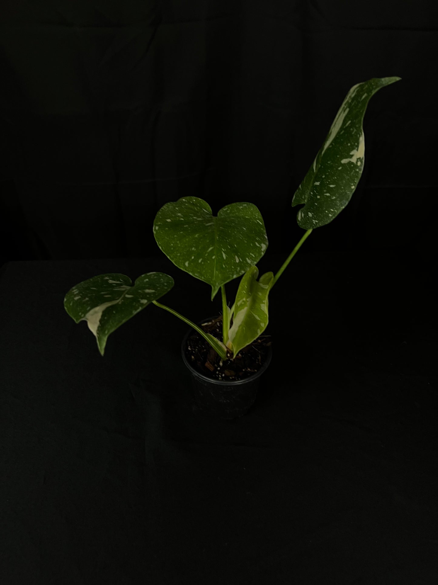 Monstera Thai Constellation